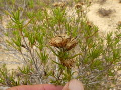 Pteronia flexicaulis