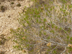 Pteronia flexicaulis