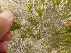 Pteronia flexicaulis
