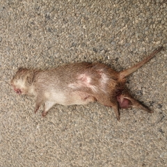 Thryonomys swinderianus