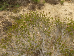 Pteronia flexicaulis