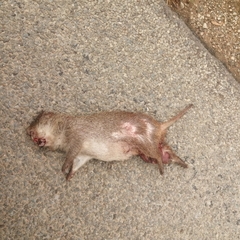 Thryonomys swinderianus