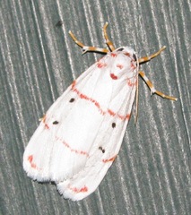 Cyana pretoriae