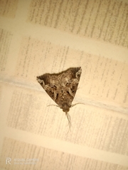 Hypena laceratalis
