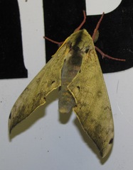 Pseudoclanis postica