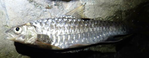 Sumatran mahseer (Neolissochilus sumatranus) — Cyprinidae