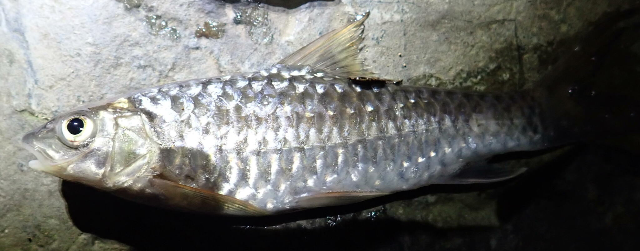 Large-Scaled Barb photo 2