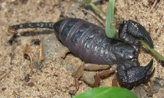 Opisthacanthus validus