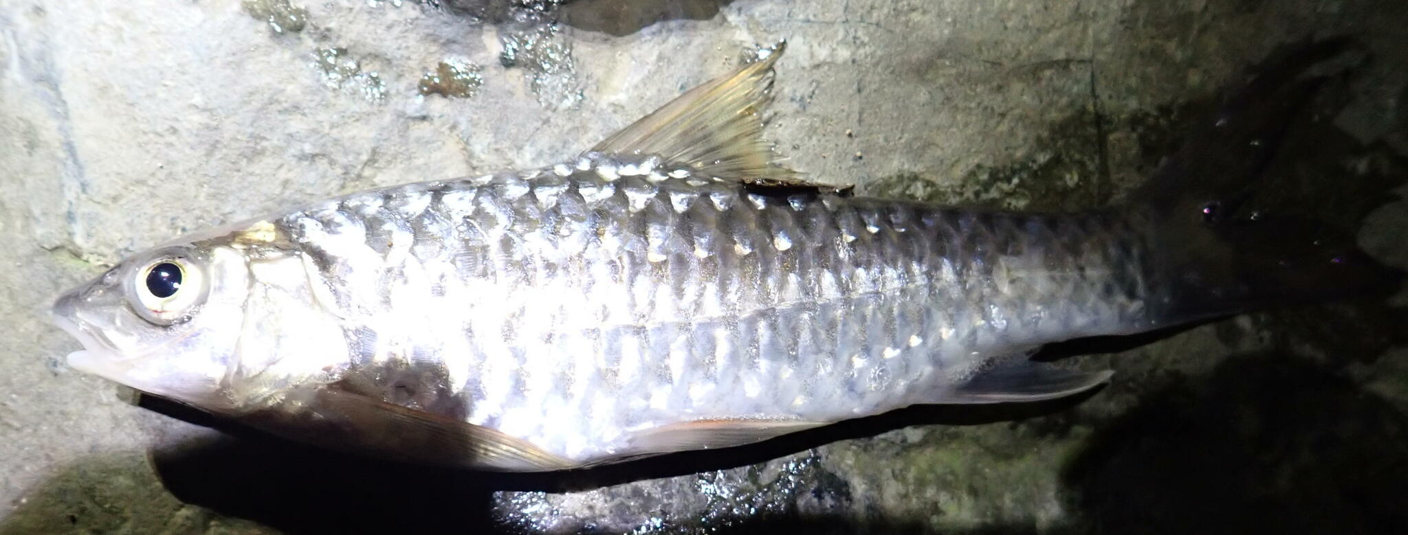 Large-Scaled Barb photo 3
