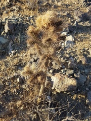 Cylindropuntia echinocarpa
