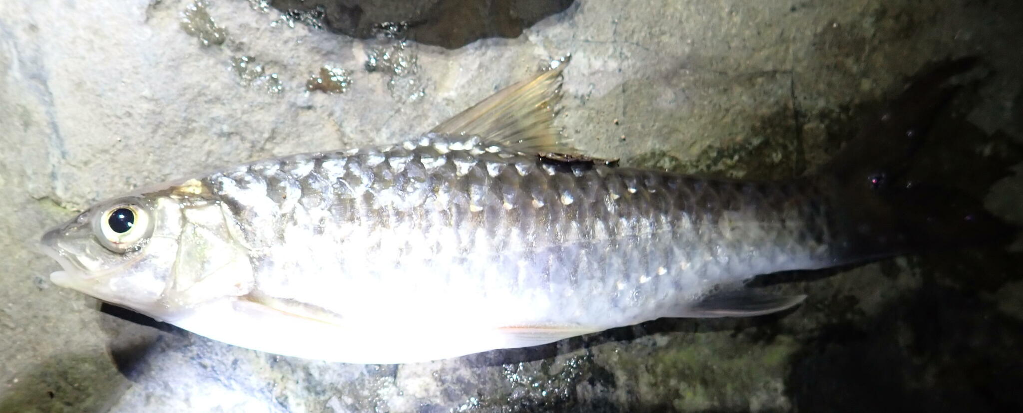Large-Scaled Barb photo 4
