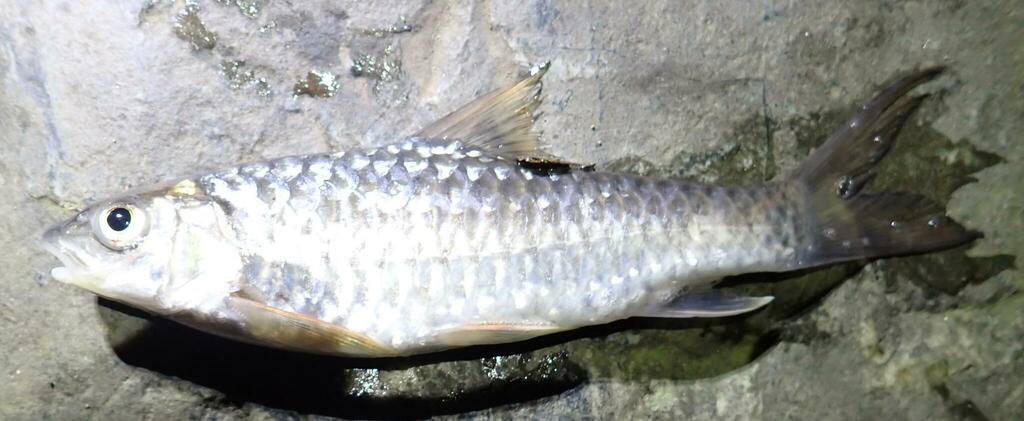 Sumatran mahseer (Neolissochilus sumatranus) — Cyprinidae