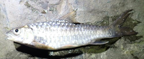Sumatraanse mahseer (Neolissochilus sumatranus) — Cyprinidae