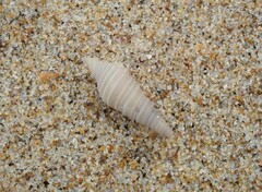Pulsarella cognata
