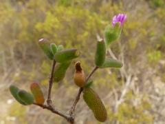 Drosanthemum karrooense