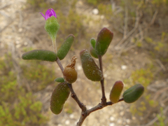 Drosanthemum karrooense