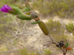 Drosanthemum karrooense