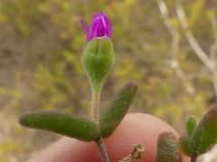 Drosanthemum karrooense