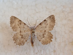 Charissa glaucinaria