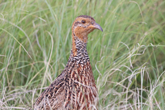 Scleroptila levaillantii