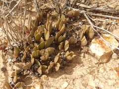 Acrodon purpureostylus