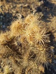 Cylindropuntia echinocarpa