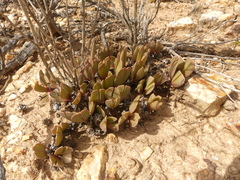 Acrodon purpureostylus