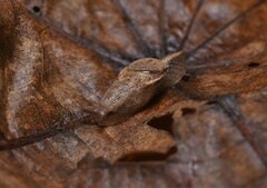 Helicarionoidea