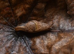 Helicarionoidea