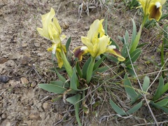 Iris pumila