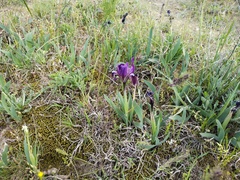Iris pumila