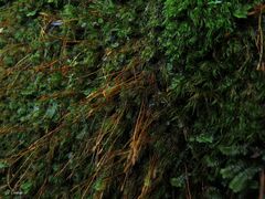 Ditrichum heteromallum