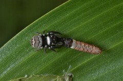 Euryattus bleekeri