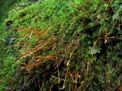 Ditrichum heteromallum