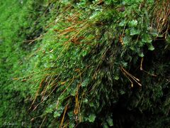 Ditrichum heteromallum