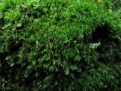 Ditrichum heteromallum