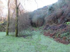 Ditrichum heteromallum