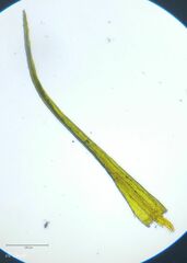 Ditrichum heteromallum