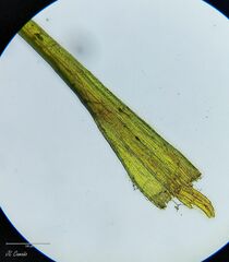 Ditrichum heteromallum