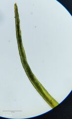 Ditrichum heteromallum