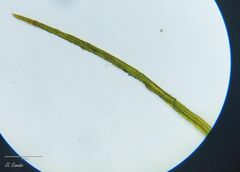 Ditrichum heteromallum