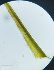 Ditrichum heteromallum