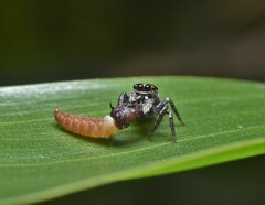 Euryattus bleekeri