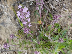 Thymus pannonicus