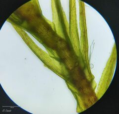 Ditrichum heteromallum