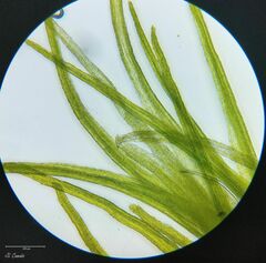 Ditrichum heteromallum