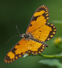 Acraea serena