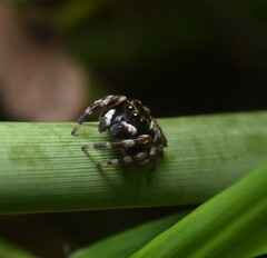 Maratus scutulatus
