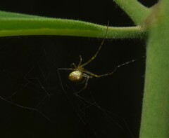 Theridion pyramidale