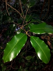 Mischocarpus pyriformis